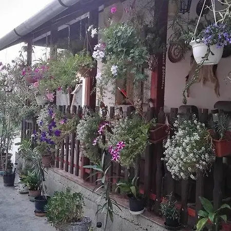 Igazgyongy Vendeghaz * Hódmezővásárhely